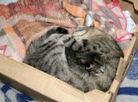 кошки