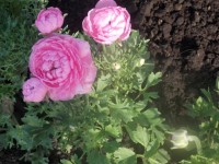роджерсия 167