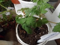 DSCF0311