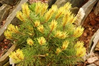 Pinus mugo Rositech