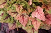 Tiarella Mystic Mist