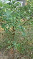 DSC 0078