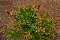 Picea omorika Roter Austrieb  2