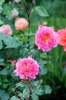 IMG 4661