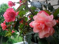 Клубневые бегонии  Odorata Pink Delight