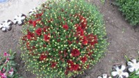 Изображение 072