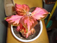 DSC04560
