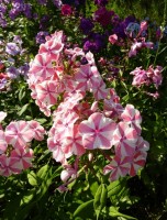 0 729e0 b309214e  3 XL