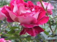 DSCF0856