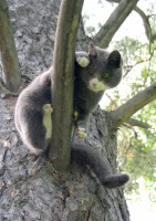кот1