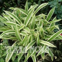 Carex 20ciliatomarginata 20 Treasure 20Island 2