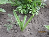 нарцис опомнился