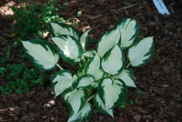 Hosta Reversed