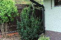 Taxus x Hicksii