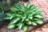 Hosta Gypsy Rose  2