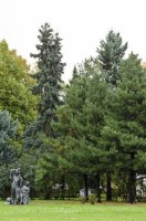 сосна румелийская
