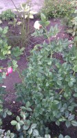 IMG 20140629 143726
