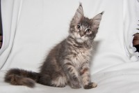 isabeau 3m 7776