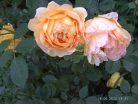 PICT0253