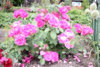 все изображения 001