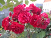 DSCF1471