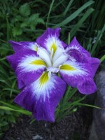 DSCF2390