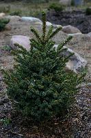 Picea glehnii  Chinese Marl
