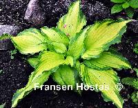 Hosta Princess Amalia