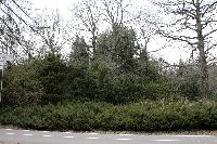taxus