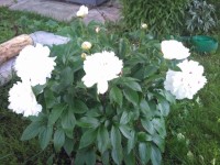 фестива максима3