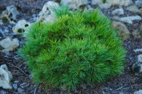 Pinus strobus Prazska Zahrada