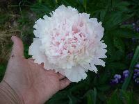 PICT0034