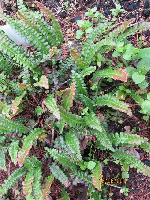 blechnum penna marina