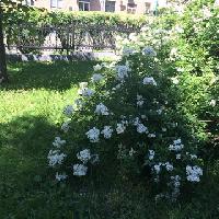 розы на 1905 г