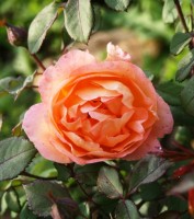 Lady Emma 1