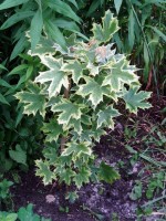 Клен Acer platanoides Drummondii