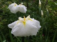 Снегурочка