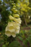 Digitalis purpurea