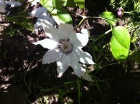 безымянный кллематис