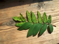 Изображение 061