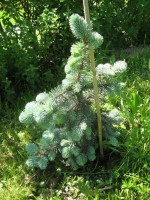 ель Glauca Pendula