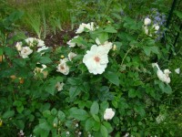 Jacqueline du Pre  3
