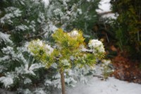 Pinus mugo Gold Star