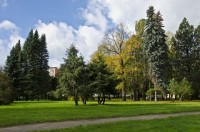 тсуга канадская