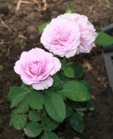 Lavender Ice 8