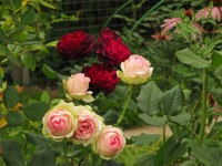 созвездие 2