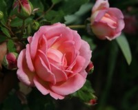 Jubilee 7 06 1