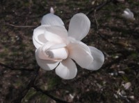 DSCF0384