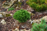 Pinus uncinata s s  Snehurka Pinus mugo Dikobraz 2011 год
