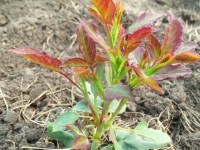 Изображение 114